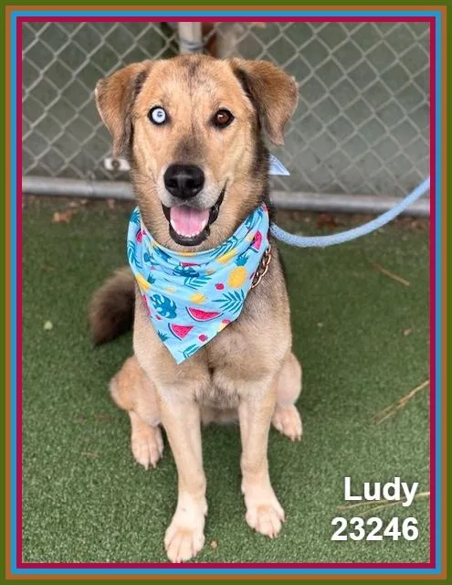 Ludy thumbnail 6