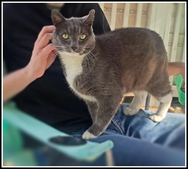 A senior large-sized male Gray & White Domestic Short Hair cat named Big Boy for adoption in Silver Spring, MD