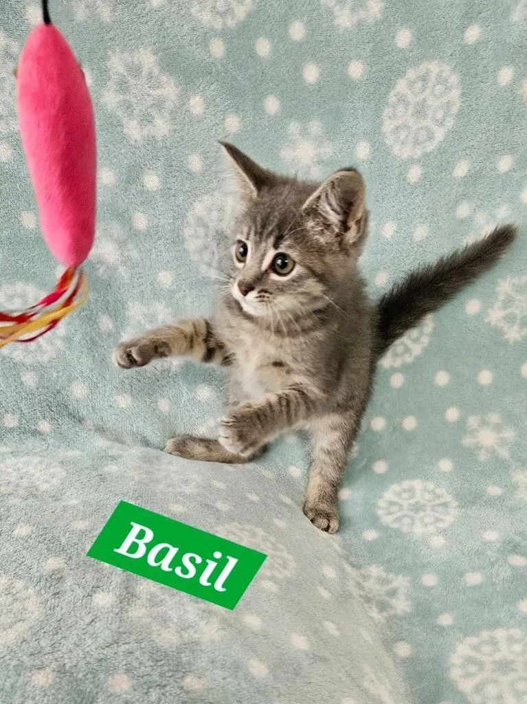 A baby medium-sized male Domestic Short Hair cat named Basil for adoption in Manchester, TN