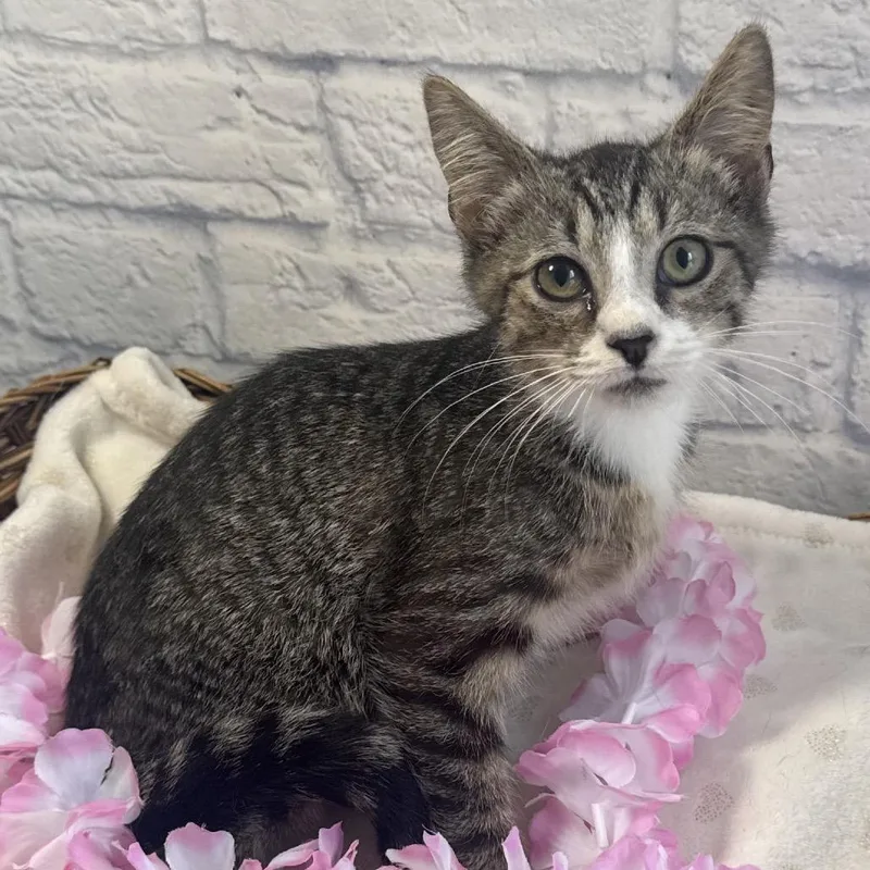 A baby small-sized male Brown / Chocolate Domestic Short Hair cat named Sai for adoption in Harrisonburg, VA