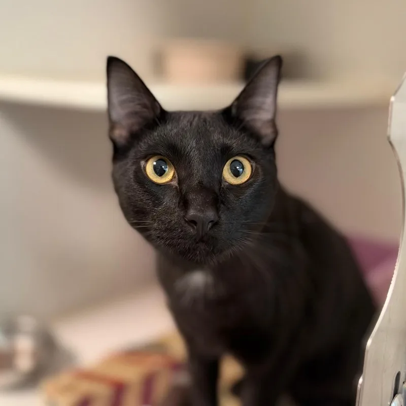 A young large-sized male Black American Shorthair cat named Malaki for adoption in Tulsa, OK