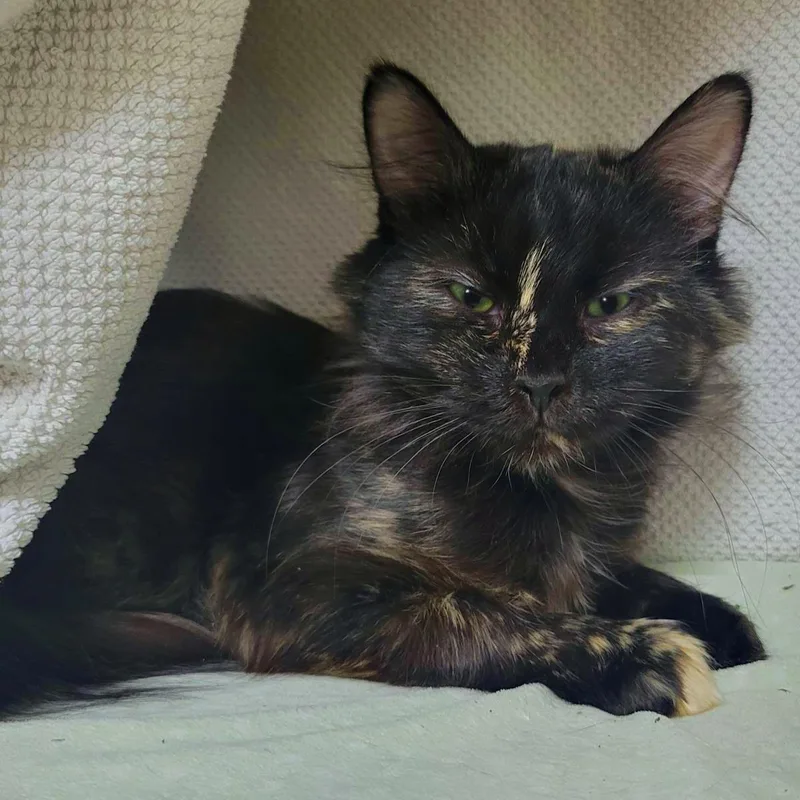 Bella
