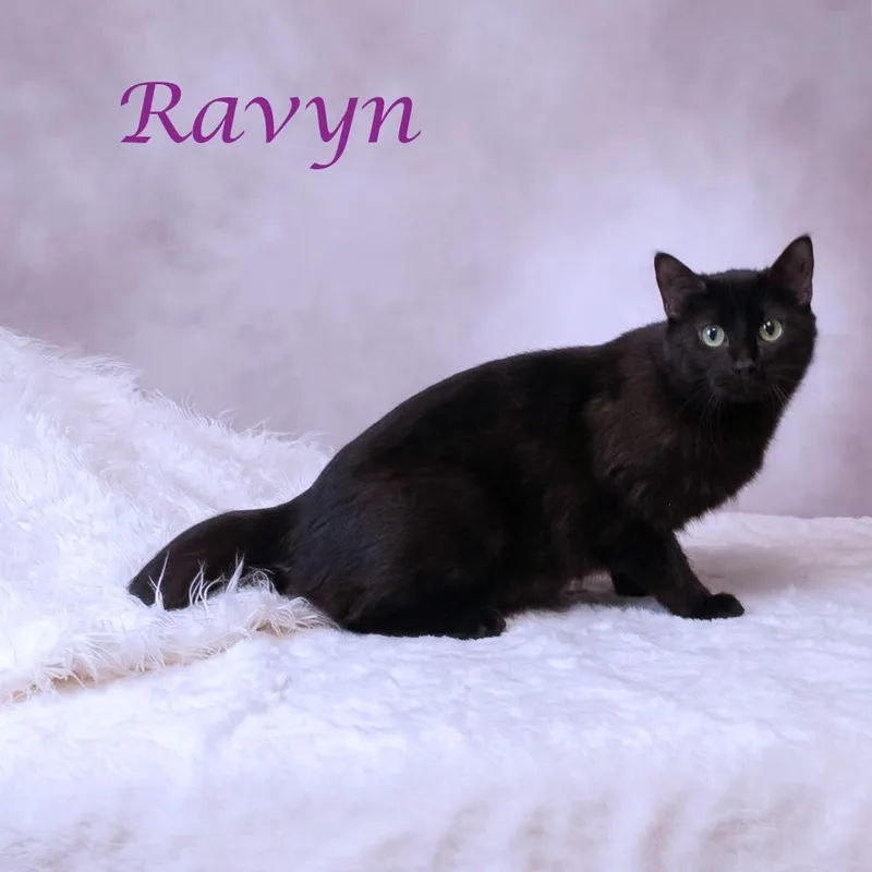 An adult medium-sized female Black Domestic Short Hair cat named Ravyn C for adoption in Lebanon, TN