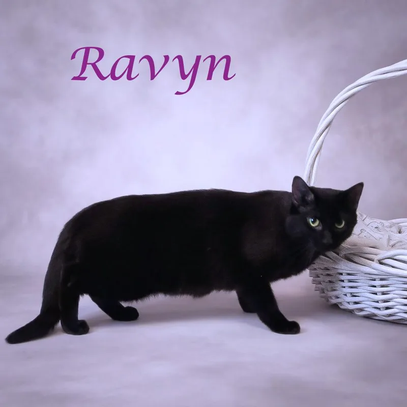 Ravyn C thumbnail 3