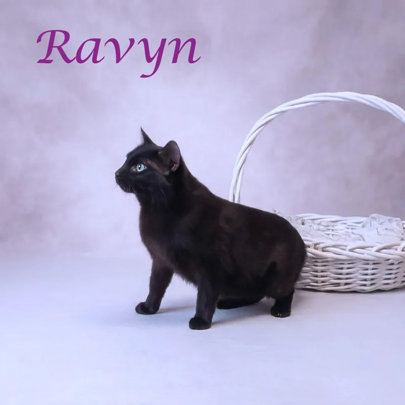 Ravyn C thumbnail 4