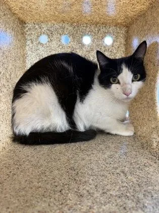 An adult large-sized female Domestic Short Hair cat named Gardenia for adoption in Lafayette, IN