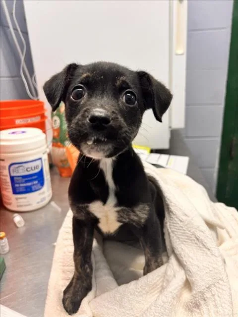 A baby small-sized female Chihuahua dog named A for adoption in Woodland, CA
