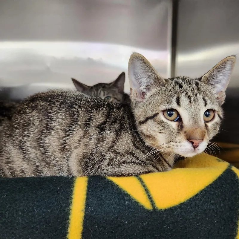 A baby small-sized male Brown / Chocolate Domestic Short Hair cat named Freddie for adoption in Grand Rapids, MI