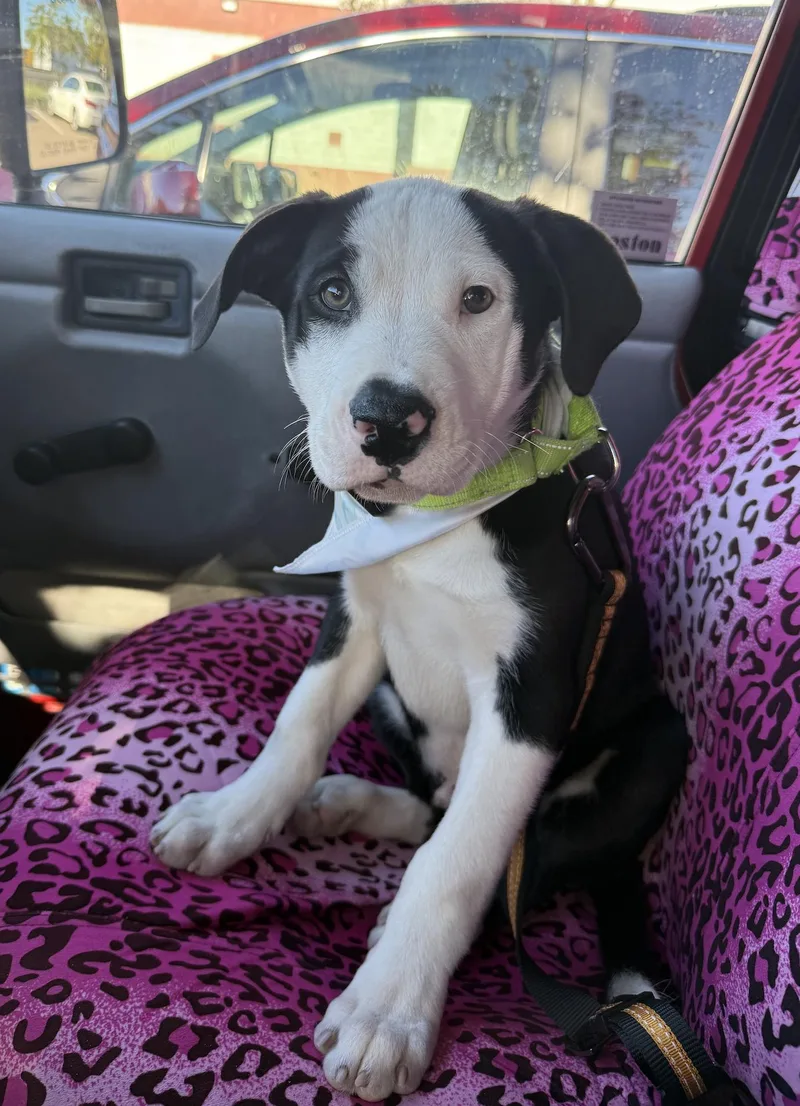 A baby medium-sized male English Bulldog dog named Oreo Cookie local for adoption in Andover, MA
