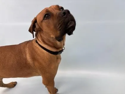 An adult small-sized male Mixed Breed dog named Bandit for adoption in Woodbury, MN