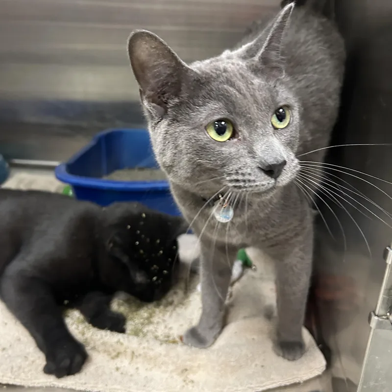 Broccoli Cheddar thumbnail 2