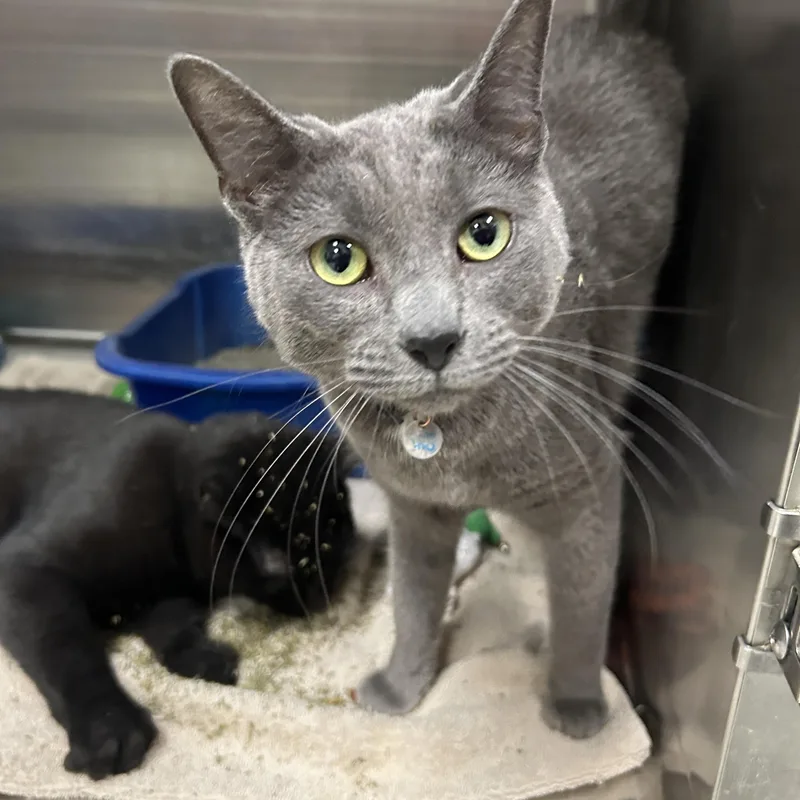 Broccoli Cheddar thumbnail 3