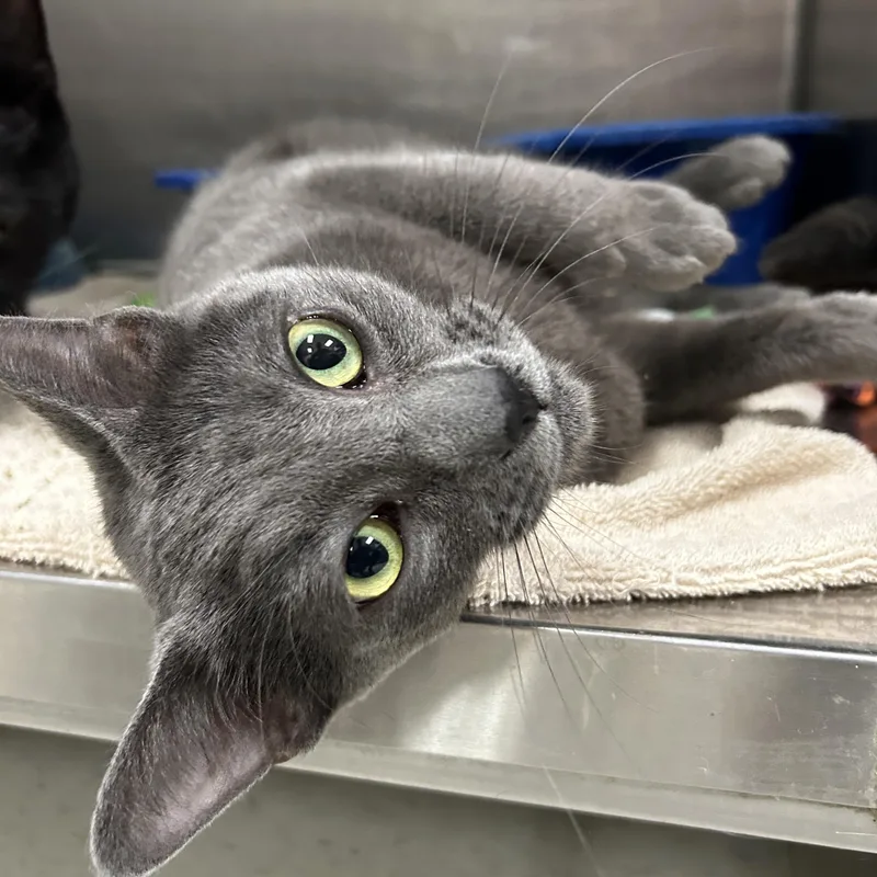 An adult medium-sized male Gray / Blue / Silver Domestic Short Hair cat named Broccoli Cheddar for adoption in La Grange Park, IL