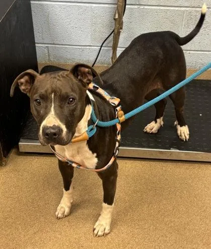 An adult medium-sized female Mixed Breed dog named Bridget for adoption in Chamblee, GA