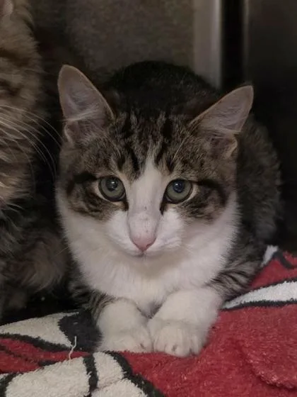 A baby small-sized male Domestic Short Hair cat named Peter Pan for adoption in Westland, MI