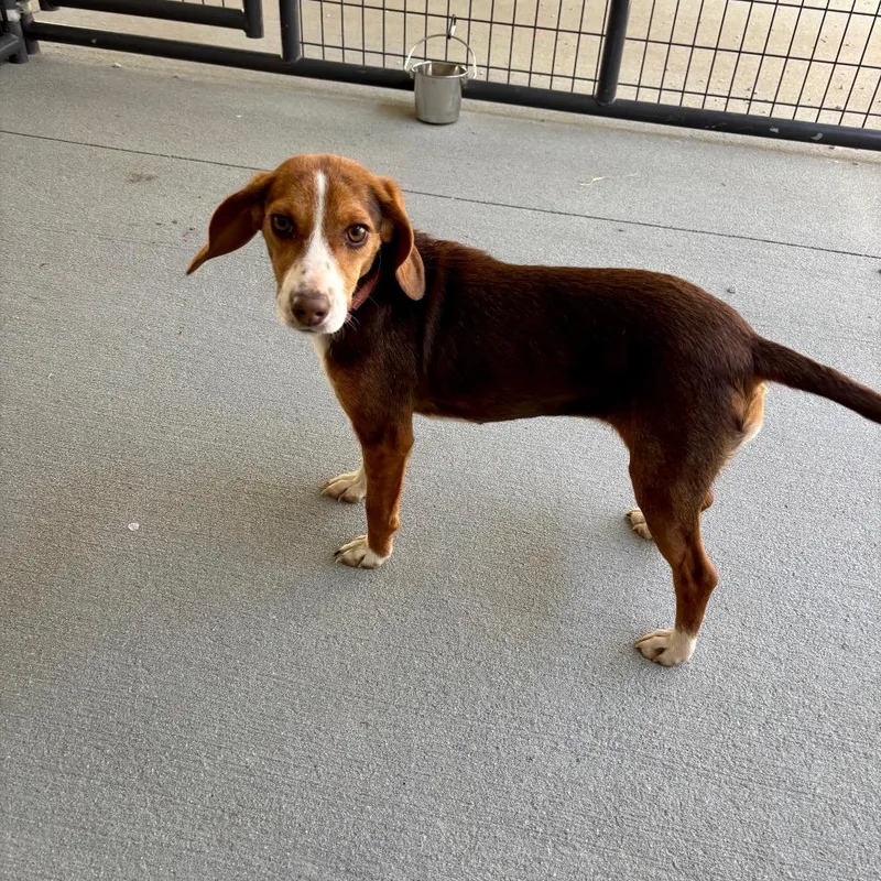 An adult small-sized female Brown / Chocolate Mixed Breed dog named Petalo for adoption in Greenville, SC