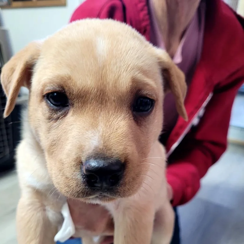 A baby small-sized male Mixed Breed dog named Hunter for adoption in Allyn, WA