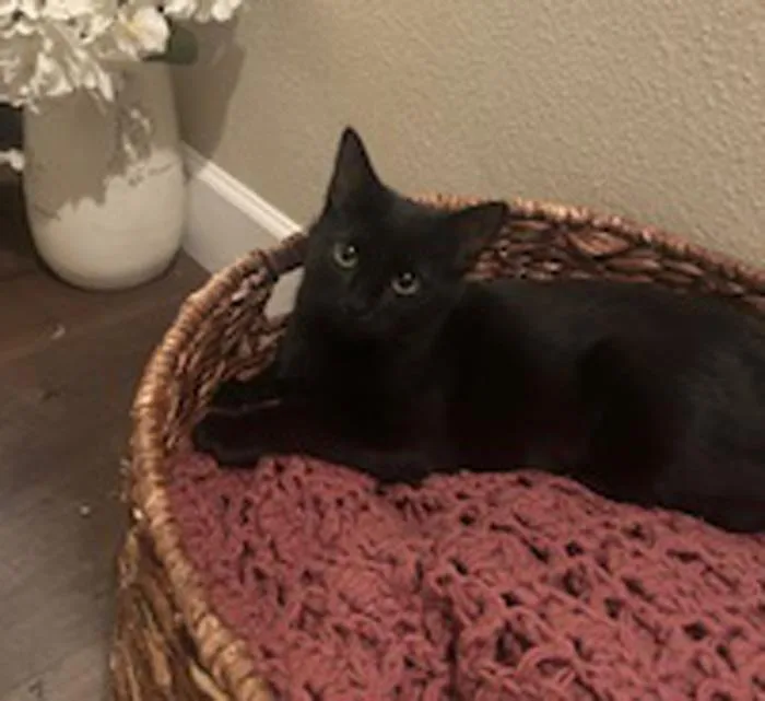 Kiss Kiss thumbnail 3