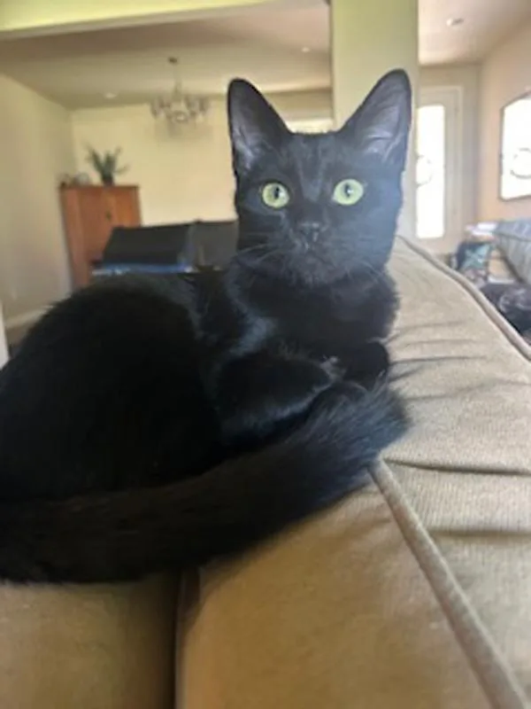 Kiss Kiss thumbnail 4