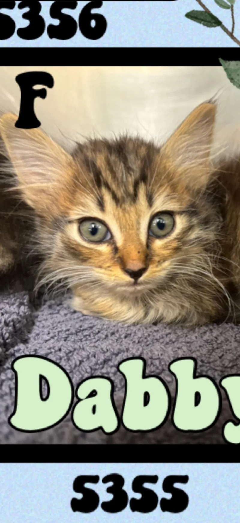 A baby medium-sized female Domestic Medium Hair cat named Dabby for adoption in Marvin, NC