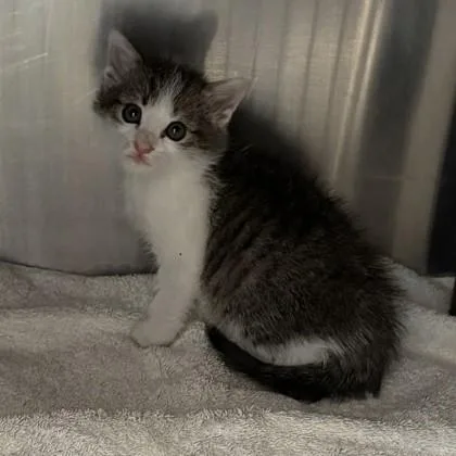 A baby small-sized male Domestic Short Hair cat named Poppy for adoption in Voorhees, NJ