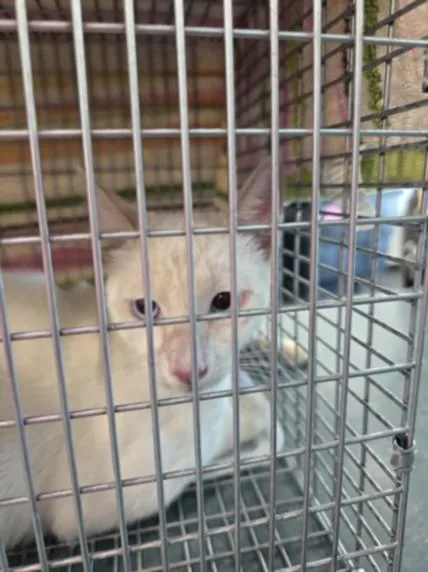 A young medium-sized male Domestic Short Hair cat named Rolo for adoption in Chatsworth, CA