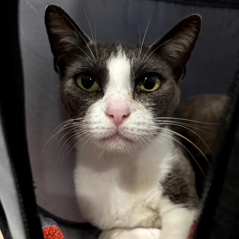 A young small-sized female Gray / Blue / Silver Domestic Short Hair cat named Bubbles for adoption in Katy, TX