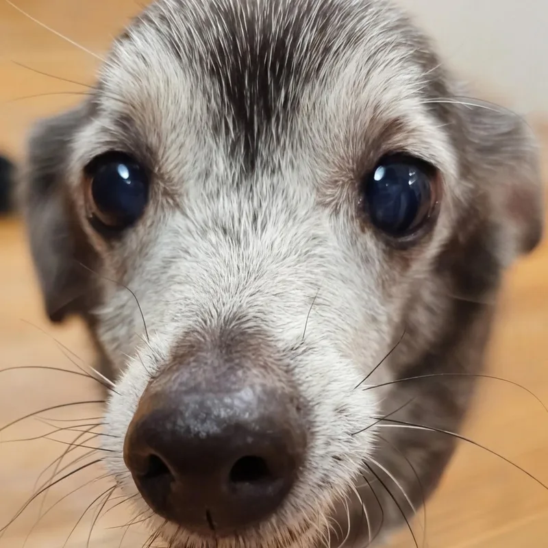 A senior small-sized female Gray / Blue / Silver Chihuahua dog named Mabel for adoption in Baldwin, MD