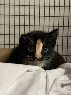 A baby small-sized female Domestic Short Hair cat named Citrine for adoption in Miami, FL