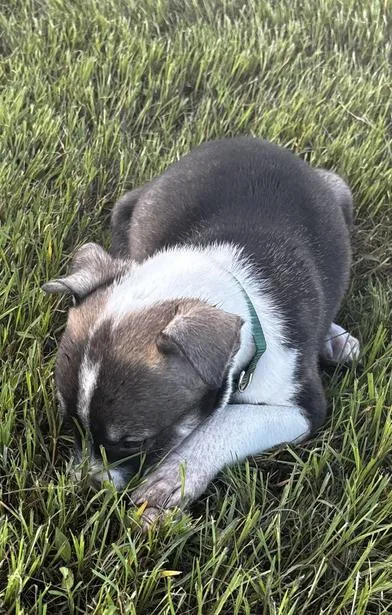 Dean thumbnail 5