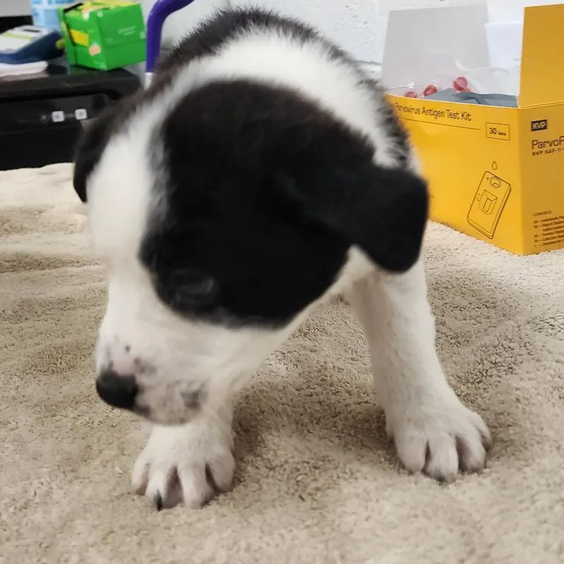 A baby small-sized male White / Cream Mixed Breed dog named Jakob for adoption in Evensville, TN