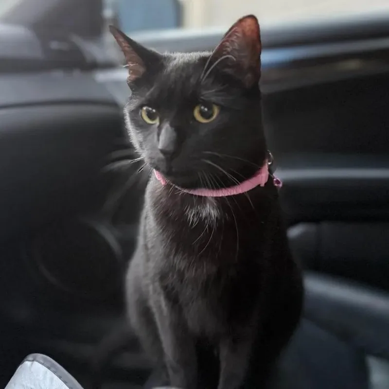 An adult medium-sized female Black Domestic Short Hair cat named Dandelion for adoption in Florham Park, NJ