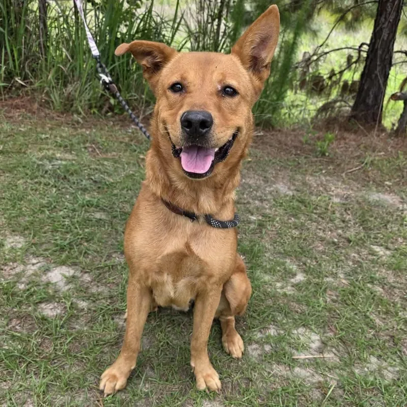 An adult medium-sized female Golden Retriever dog named Queenie for adoption in Foley, AL