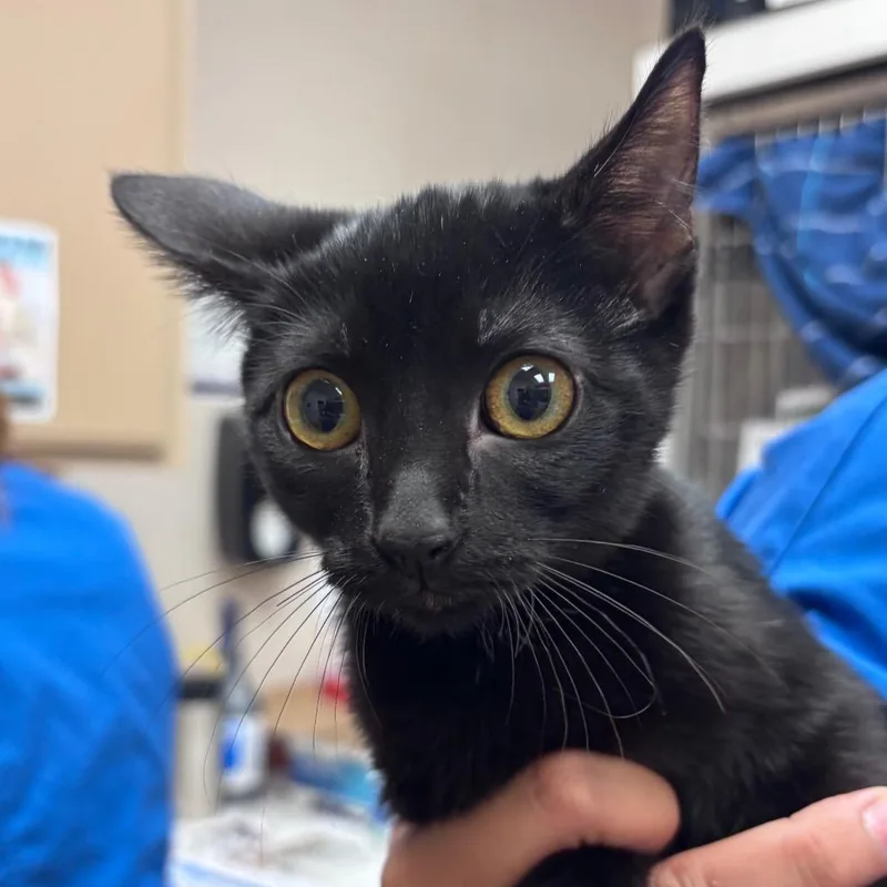 A baby small-sized female Black Domestic Short Hair cat named Squeak for adoption in Santa Barbara, CA