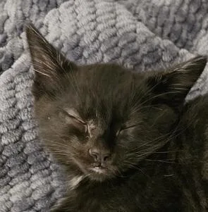 A baby small-sized male Black & White / Tuxedo Domestic Short Hair cat named Sesame for adoption in Chicago, IL