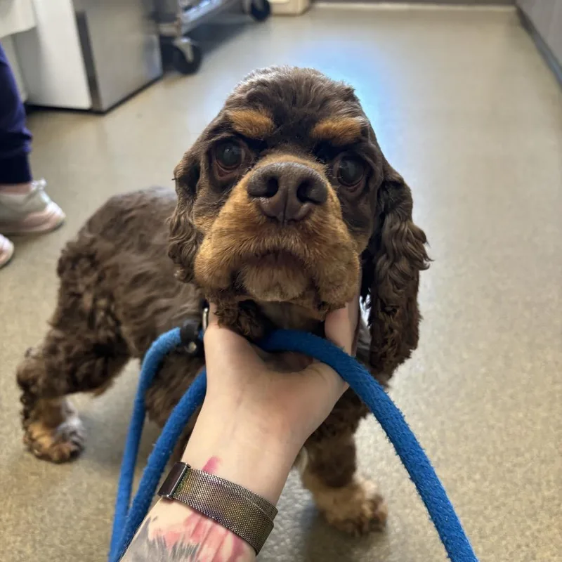 An adult small-sized male Brown / Chocolate Cocker Spaniel dog named Nico for adoption in Council Bluffs, IA