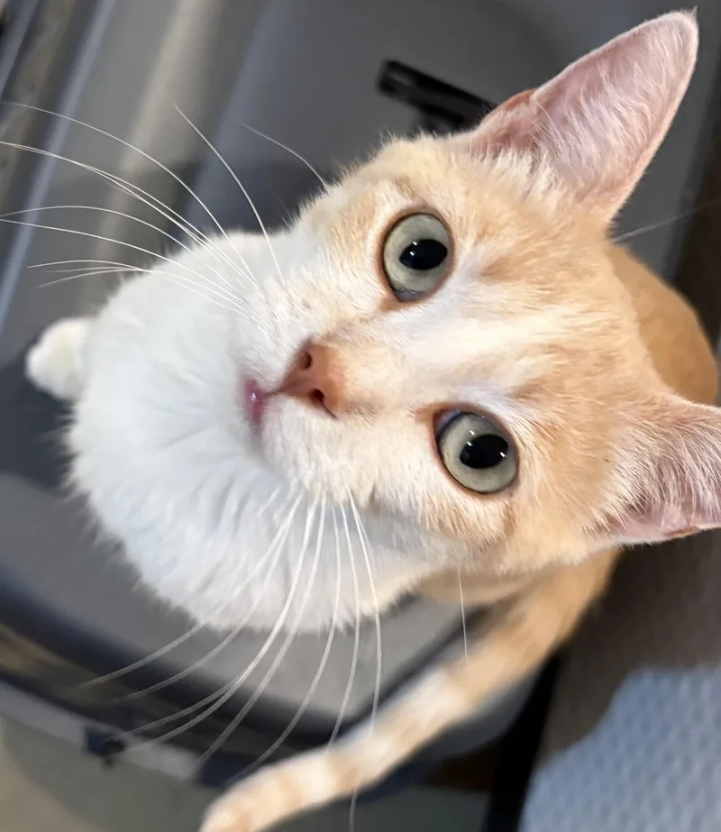 An adult medium-sized female Buff / Tan / Fawn Domestic Short Hair cat named Princess Peach for adoption in Lincoln, NE