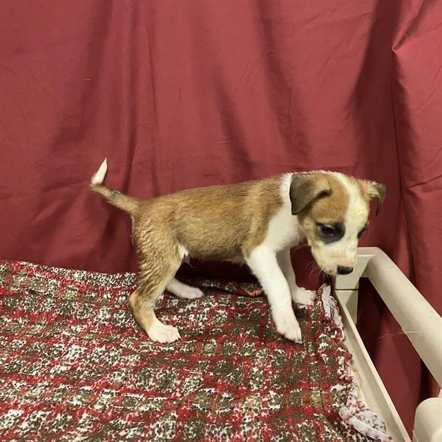A baby small-sized male Staffordshire Bull Terrier dog named Bedtime Bear for adoption in Modesto, CA