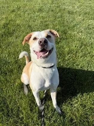 A young medium-sized male Labrador Retriever dog named Theodore for adoption in Fishers, IN