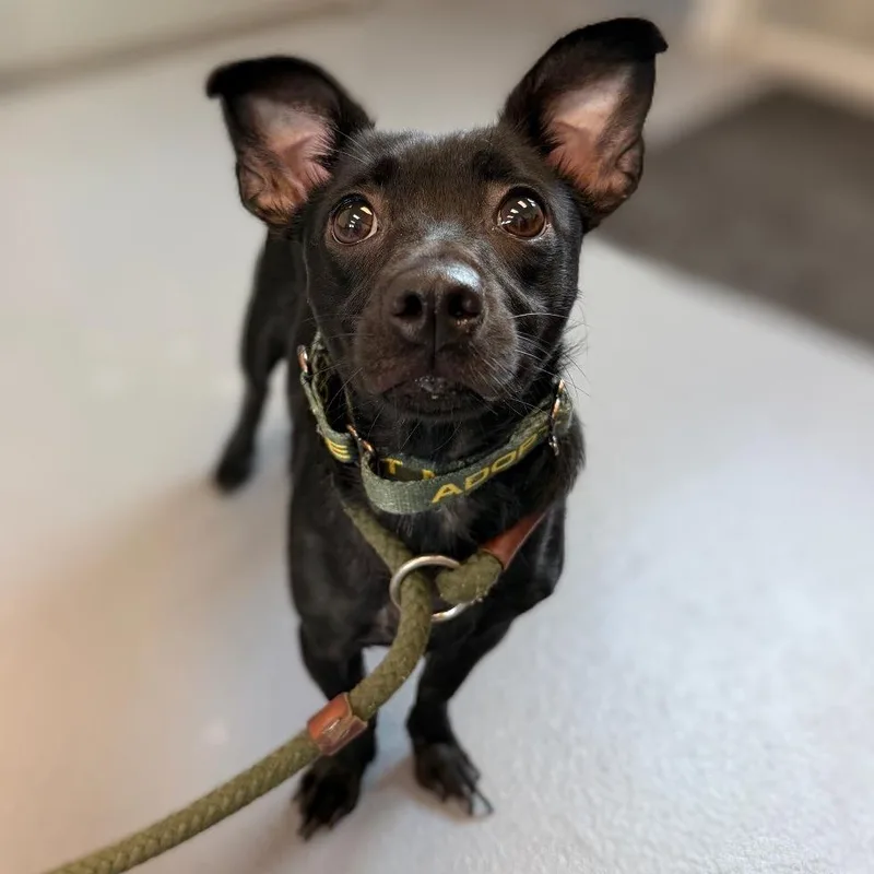 An adult small-sized female Black Mixed Breed dog named Pepper for adoption in Sarasota, FL