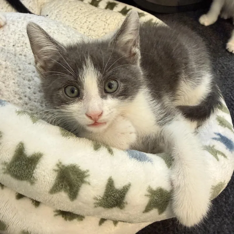 A baby small-sized male Gray / Blue / Silver Domestic Short Hair cat named Pedro for adoption in Los Angeles, CA