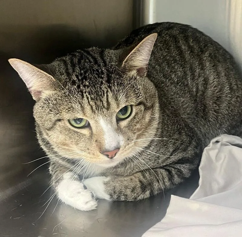 An adult medium-sized male Tabby (Brown / Chocolate) Domestic Short Hair cat named Oliver for adoption in Disputanta, VA