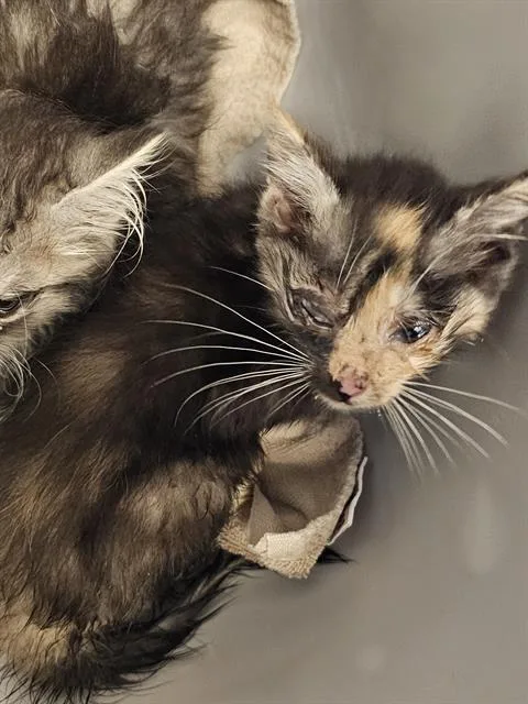 A baby medium-sized female Domestic Long Hair cat named Prada for adoption in Clyde, NC