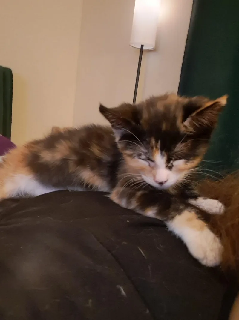 A baby small-sized female Domestic Short Hair cat named Clover for adoption in queen creek, AZ