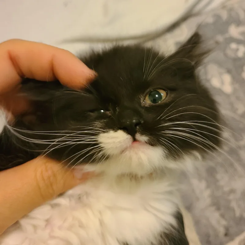 Imani  Winterville  thumbnail 4