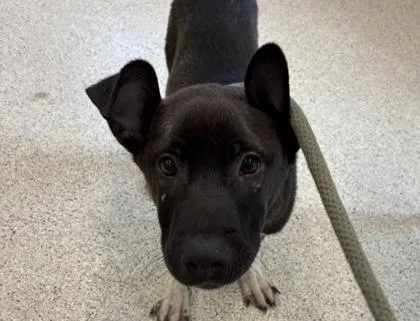 A young small-sized male Mixed Breed dog named Peridot for adoption in Lafayette, IN