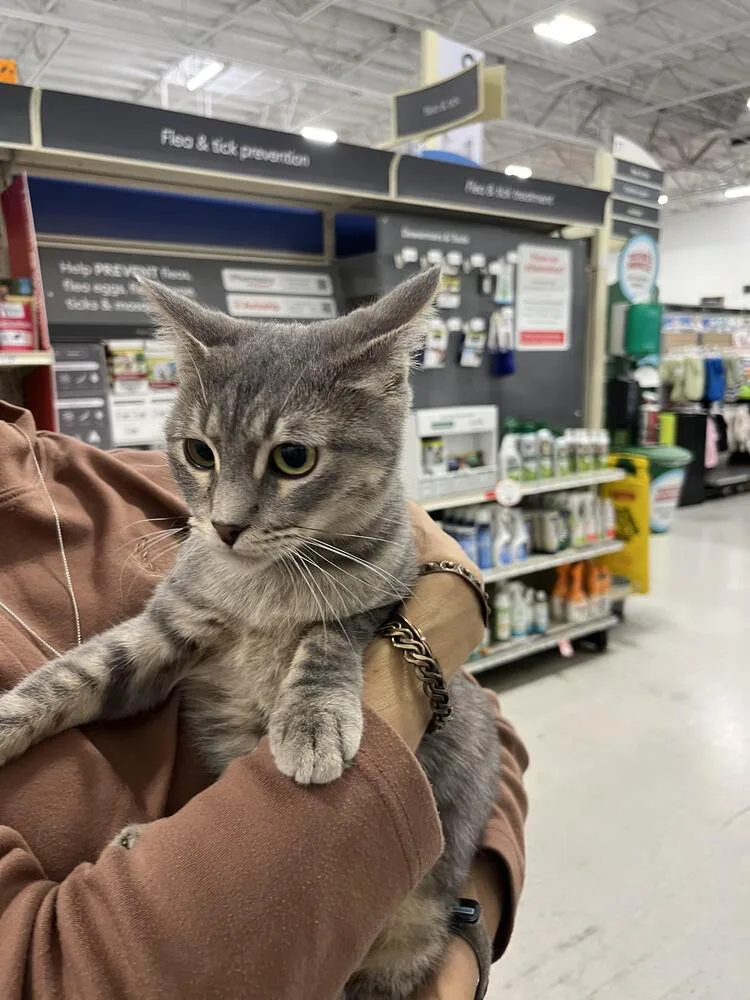 A young small-sized female Gray / Blue / Silver Domestic Short Hair cat named Princess Leia for adoption in Lancaster, CA