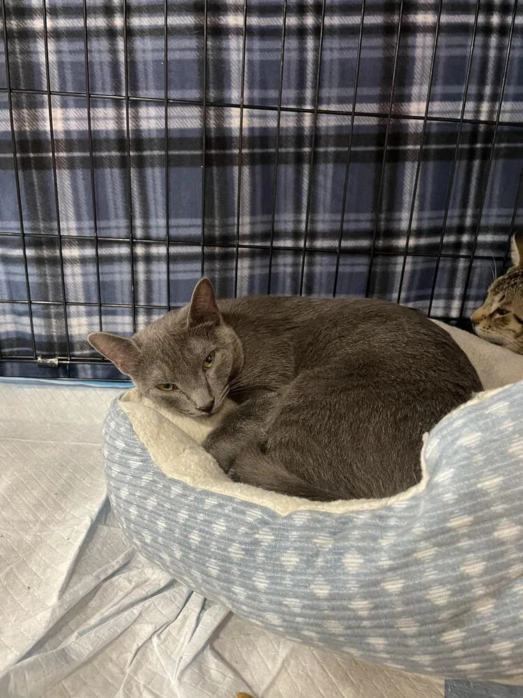 Princess Leia thumbnail 2