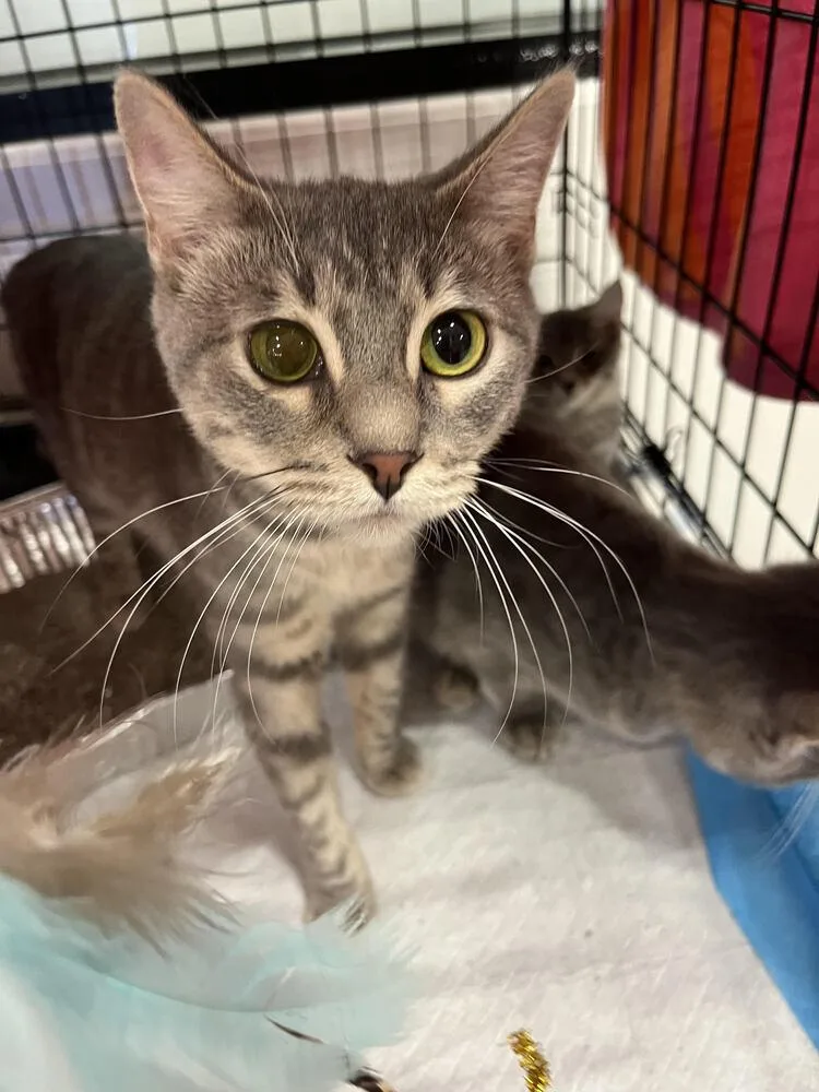 Princess Leia thumbnail 3