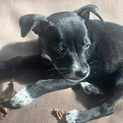 A baby small-sized female Black Mixed Breed dog named Julie for adoption in Vieques, PR
